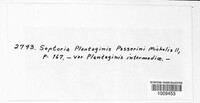 Mycosphaerella plantaginis image